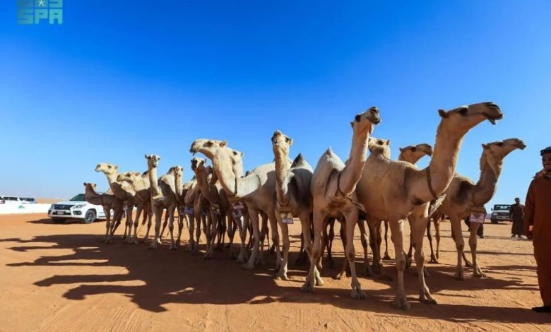 بين اللغة والتاريخ”.. ندوة تستعرض أهمية الإبل في حياة العرب